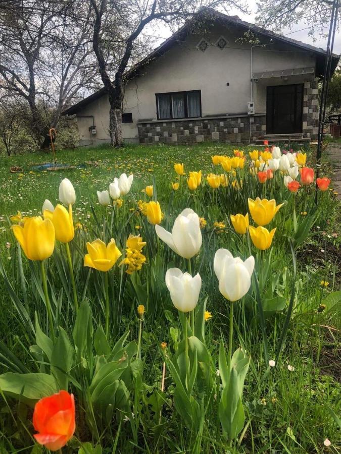 Casa Rurala Cu Livada Lavandra 캄피나 외부 사진