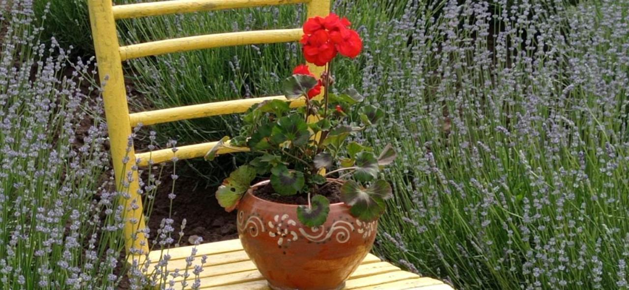 Casa Rurala Cu Livada Lavandra 캄피나 외부 사진